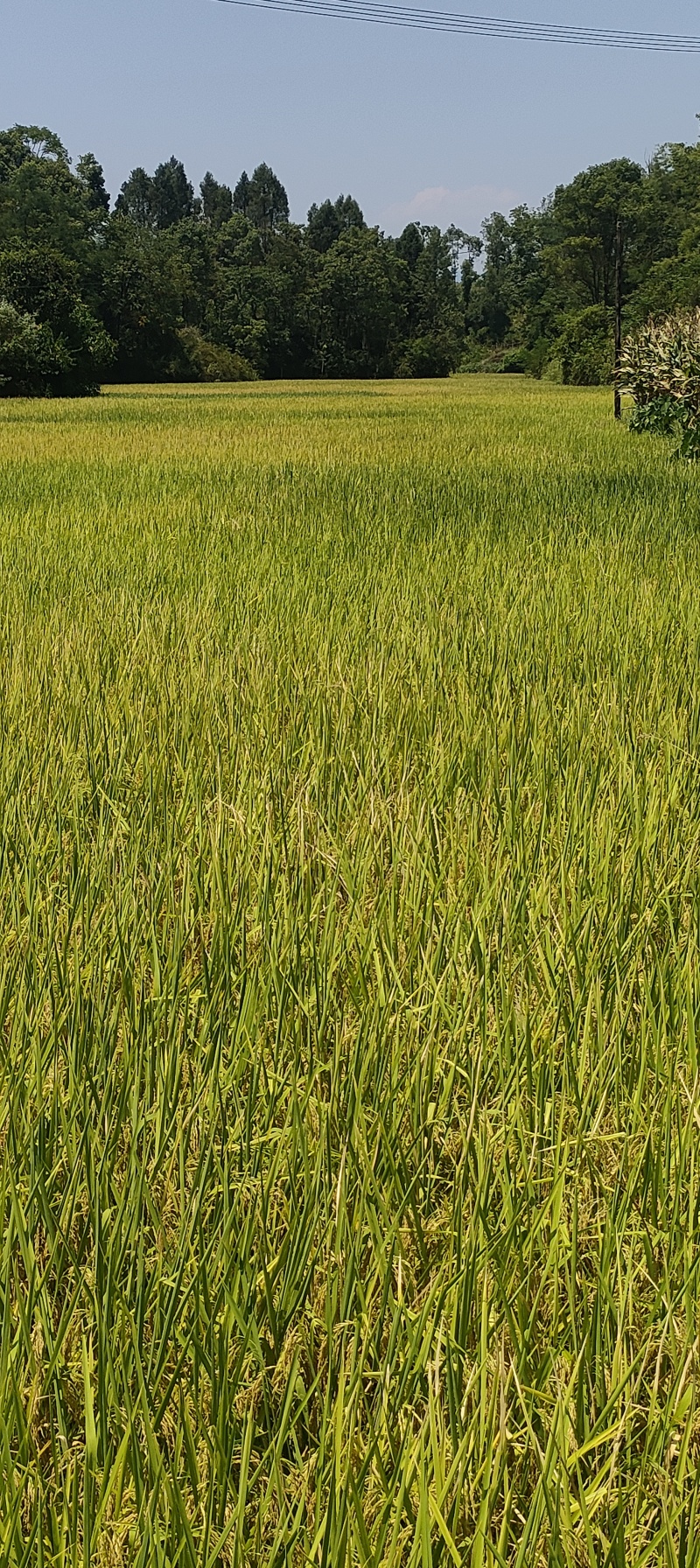新稻谷野香优臻占