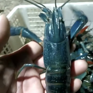 澳洲淡水龙虾