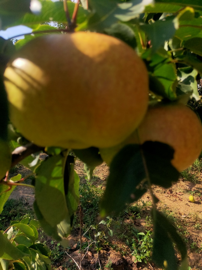 苹果梨热卖中