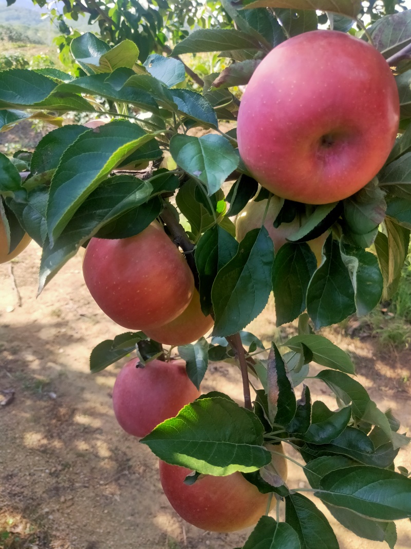 寒富苹果热卖中