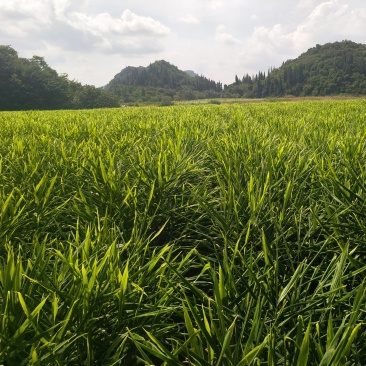 湖南二号