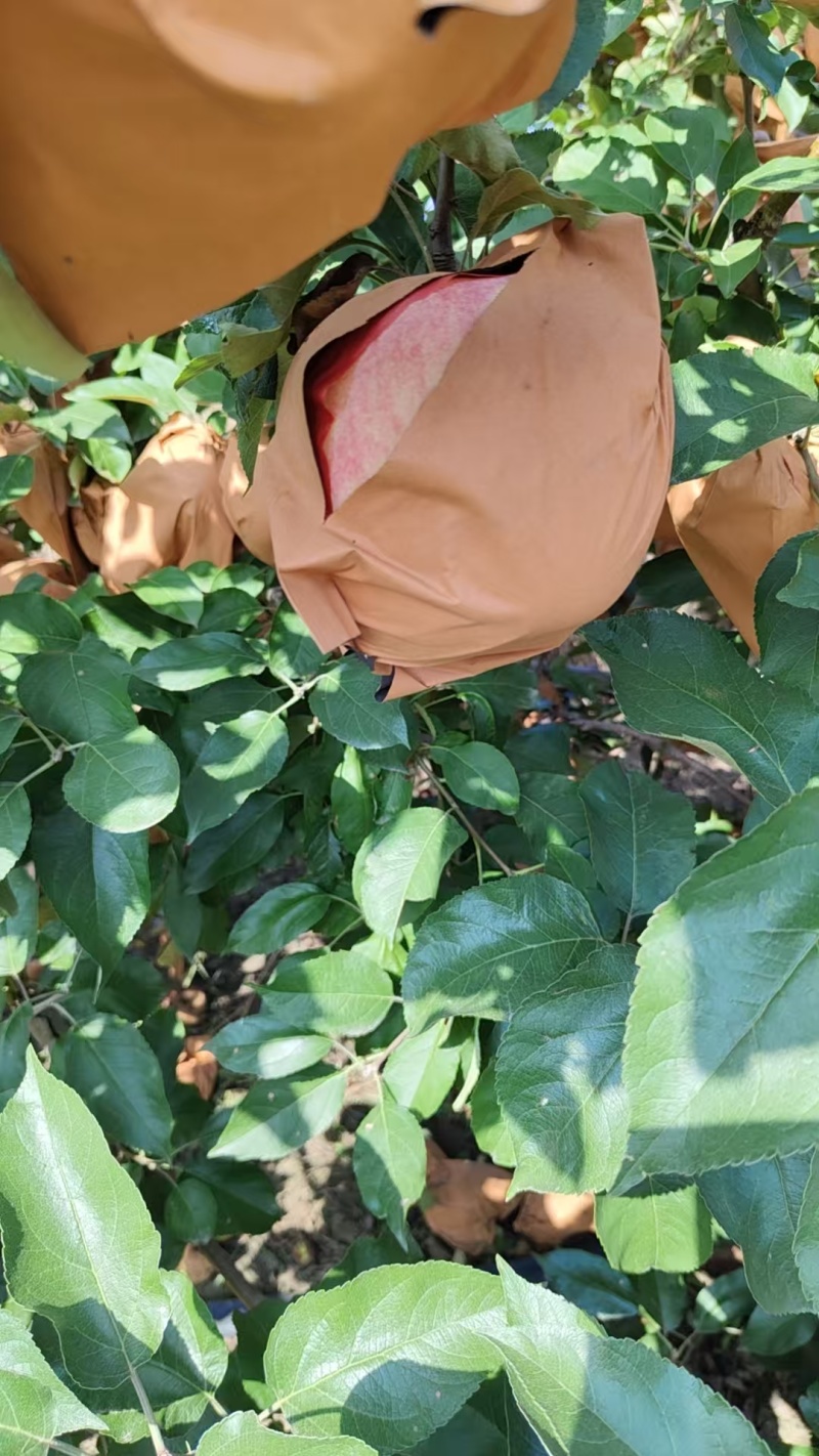 出售闷袋寒富苹果，颜色黄，口味甜，大量上市。
