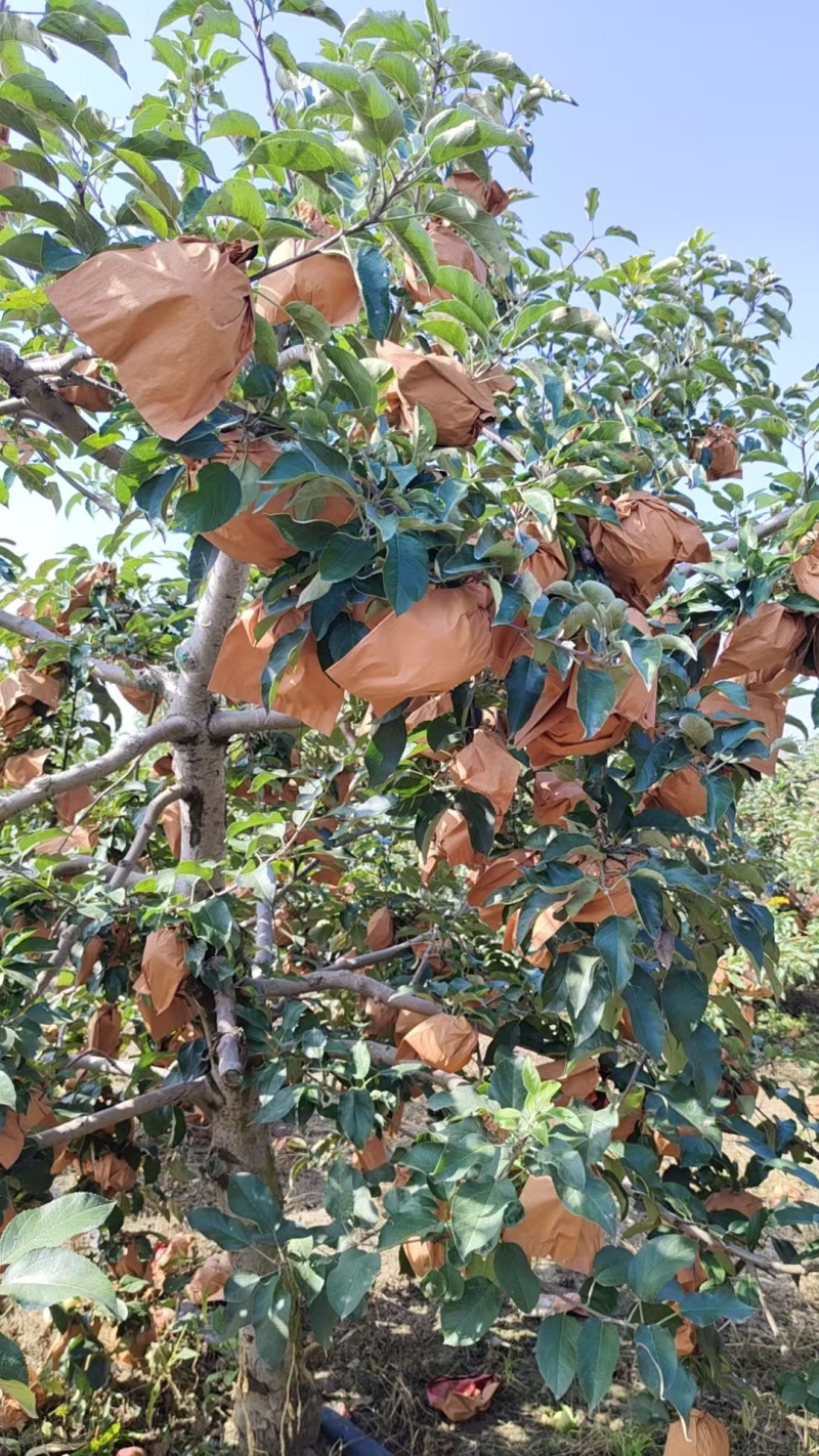 出售闷袋寒富苹果，颜色黄，口味甜，大量上市。