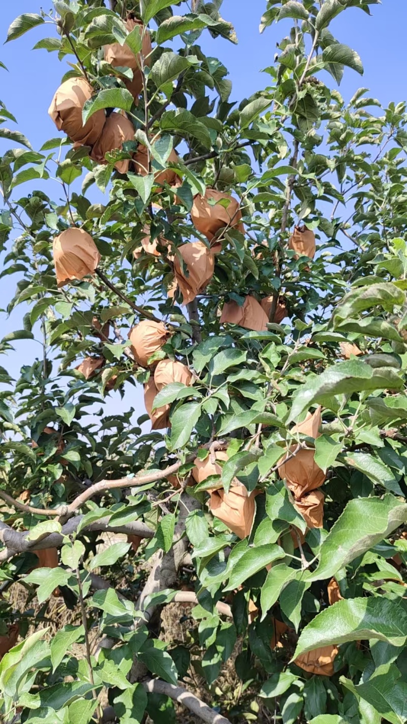 出售闷袋寒富苹果，颜色黄，口味甜，大量上市。
