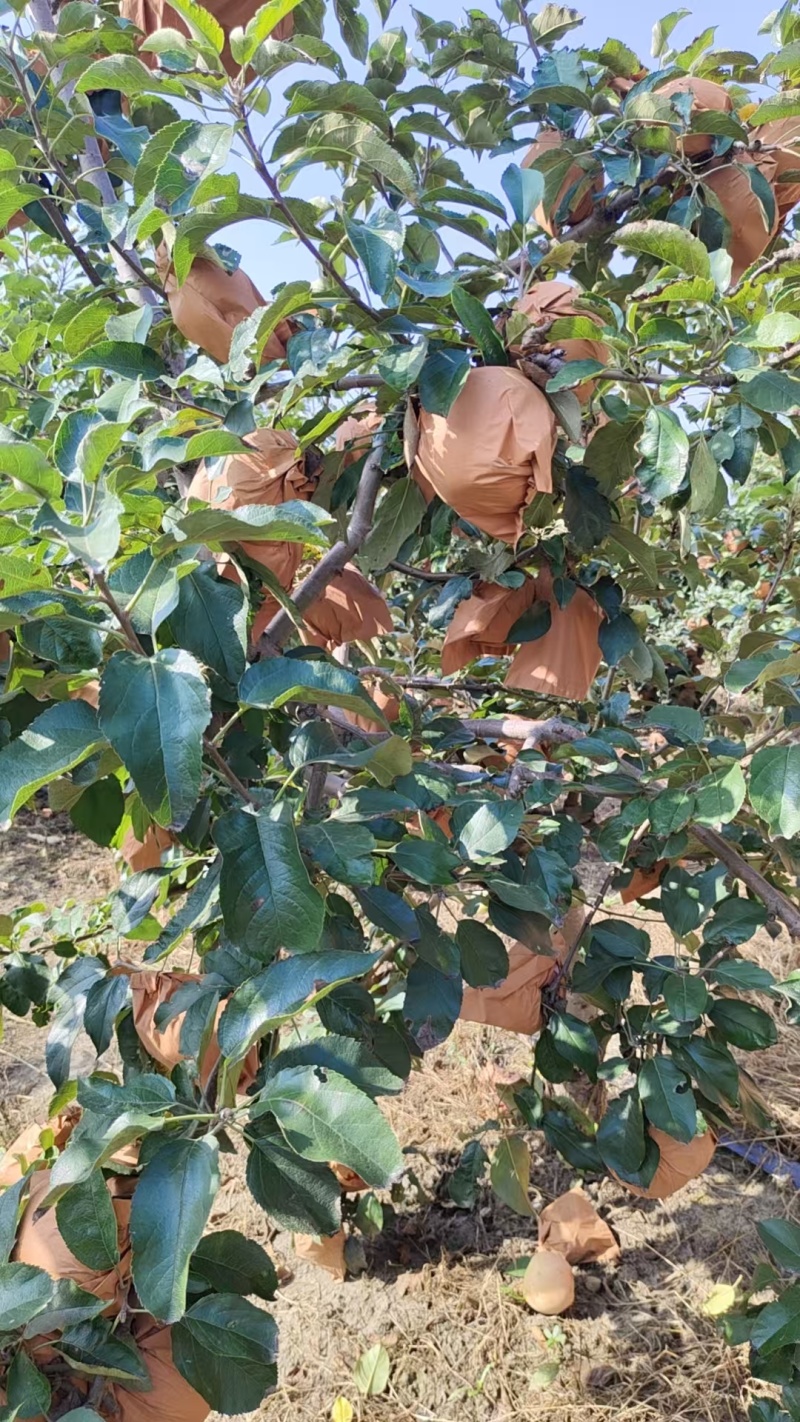 出售闷袋寒富苹果，颜色黄，口味甜，大量上市。