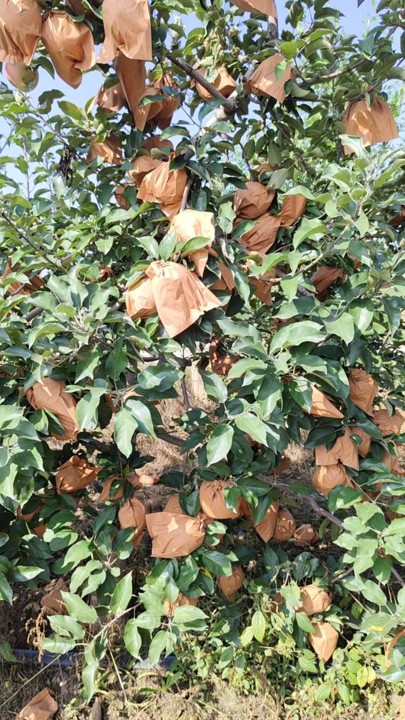 出售闷袋寒富苹果，颜色黄，口味甜，大量上市。