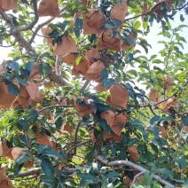 出售闷袋寒富苹果，颜色黄，口味甜，大量上市。