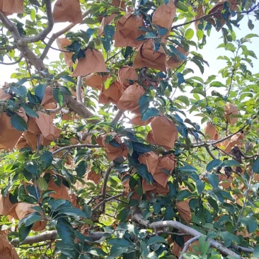 出售闷袋寒富苹果，颜色黄，口味甜，大量上市。