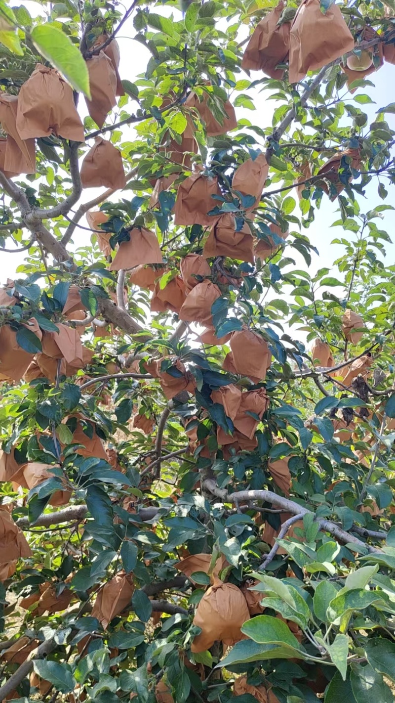 出售闷袋寒富苹果，颜色黄，口味甜，大量上市。