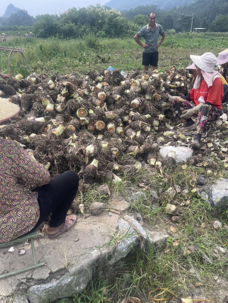 万亩基地槟榔芋种子种苗