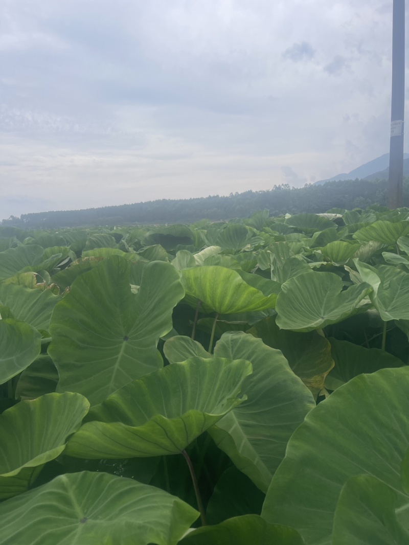 福建芋种子