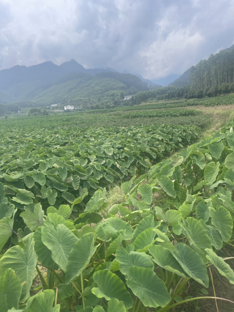 福建芋种子