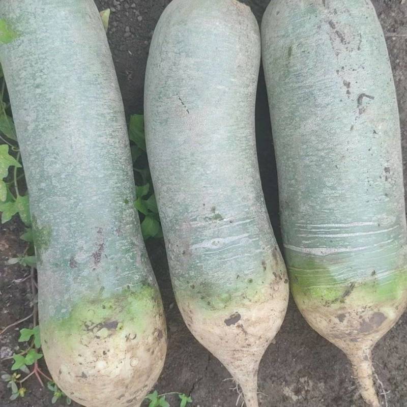 各位老板有需要水果萝卜的联系我自己家种的4左右斤