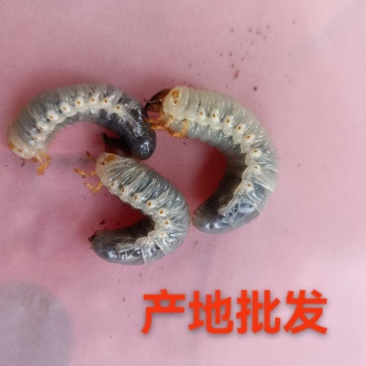 独角仙幼虫L3活的独角仙幼虫成虫甲虫宠物易养
