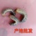 独角仙幼虫L3活的独角仙幼虫成虫甲虫宠物易养