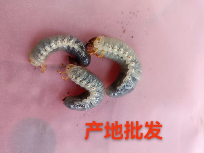 独角仙幼虫L3活的独角仙幼虫成虫甲虫宠物易养