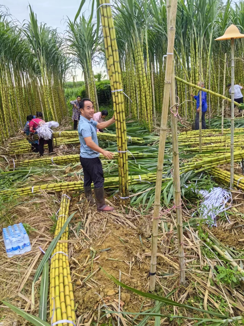 《精选》广西黄金甘蔗黄皮基地直发对接商超电商一条龙服务