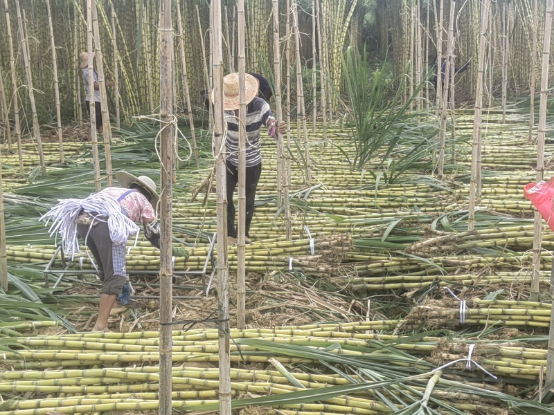 《精选》广西黄金甘蔗黄皮基地直发对接商超电商一条龙服务