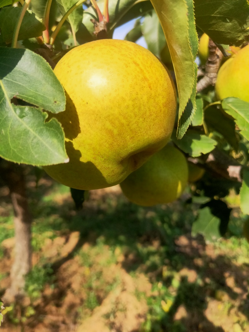 苹果梨热卖冲