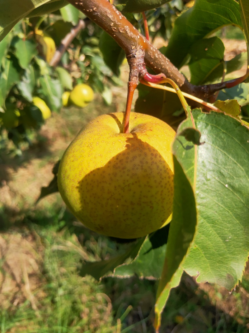 苹果梨热卖冲
