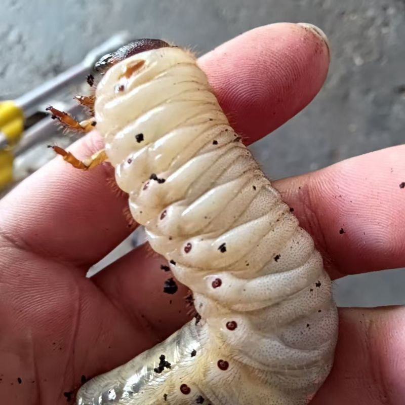 独角仙幼虫L3活的独角仙幼虫成虫甲虫宠物易养