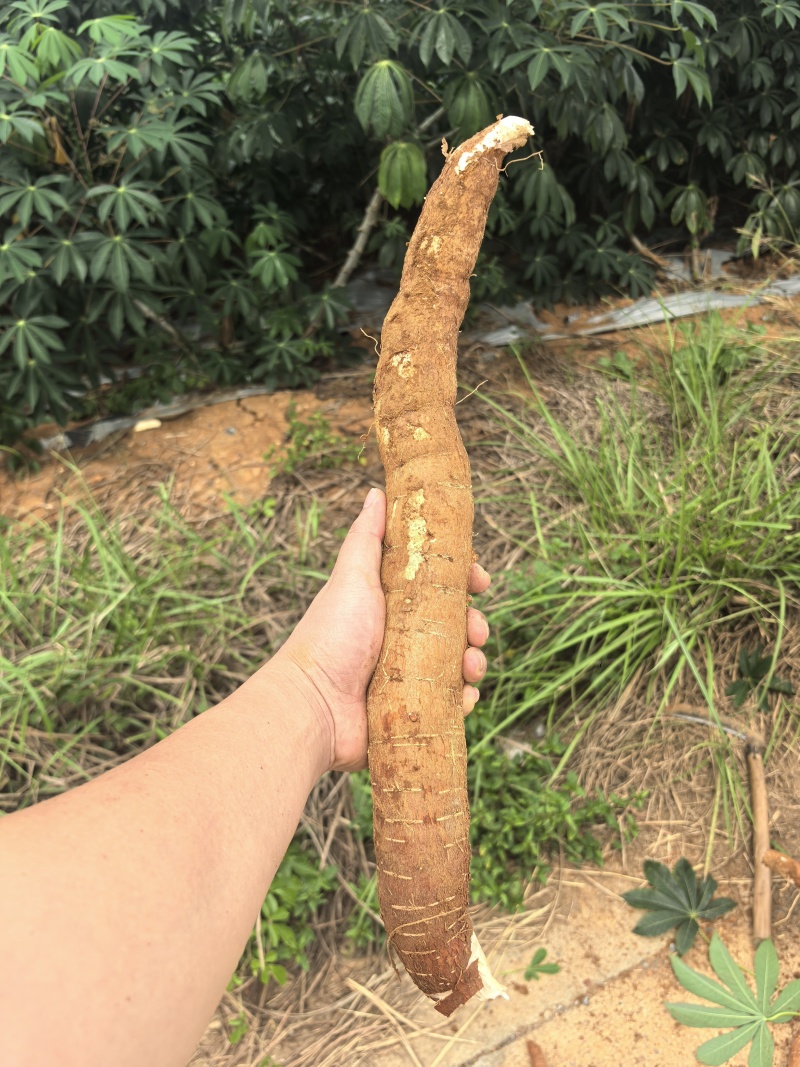 高品质新鲜淀粉木薯（含量30%左右）需要的老板联系下单开
