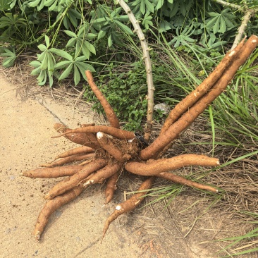 高品质新鲜淀粉木薯（含量30%左右）需要的老板联系下单开