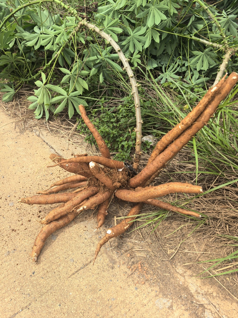 高品质新鲜淀粉木薯（含量30%左右）需要的老板联系下单开