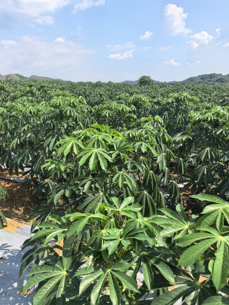高品质新鲜淀粉木薯（含量30%左右）需要的老板联系下单开