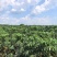 高品质新鲜淀粉木薯（含量30%左右）需要的老板联系下单开