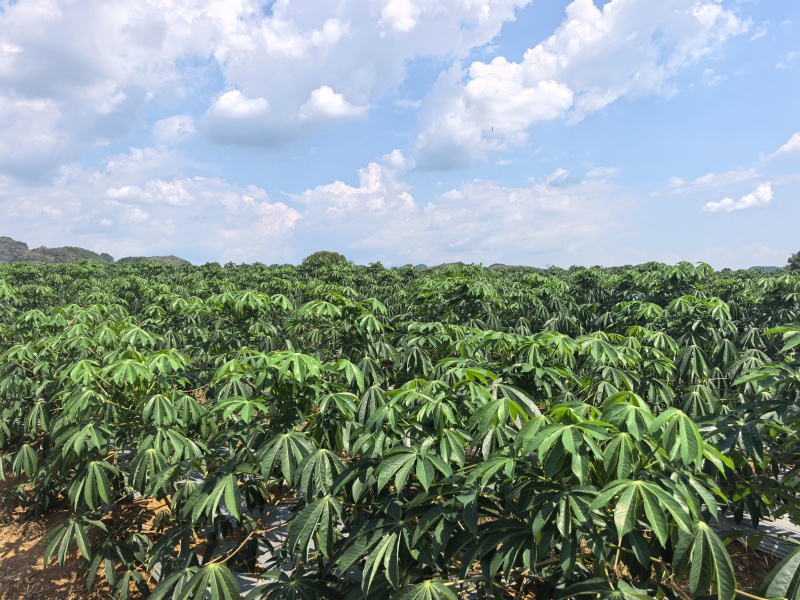 高品质新鲜淀粉木薯（含量30%左右）需要的老板联系下单开