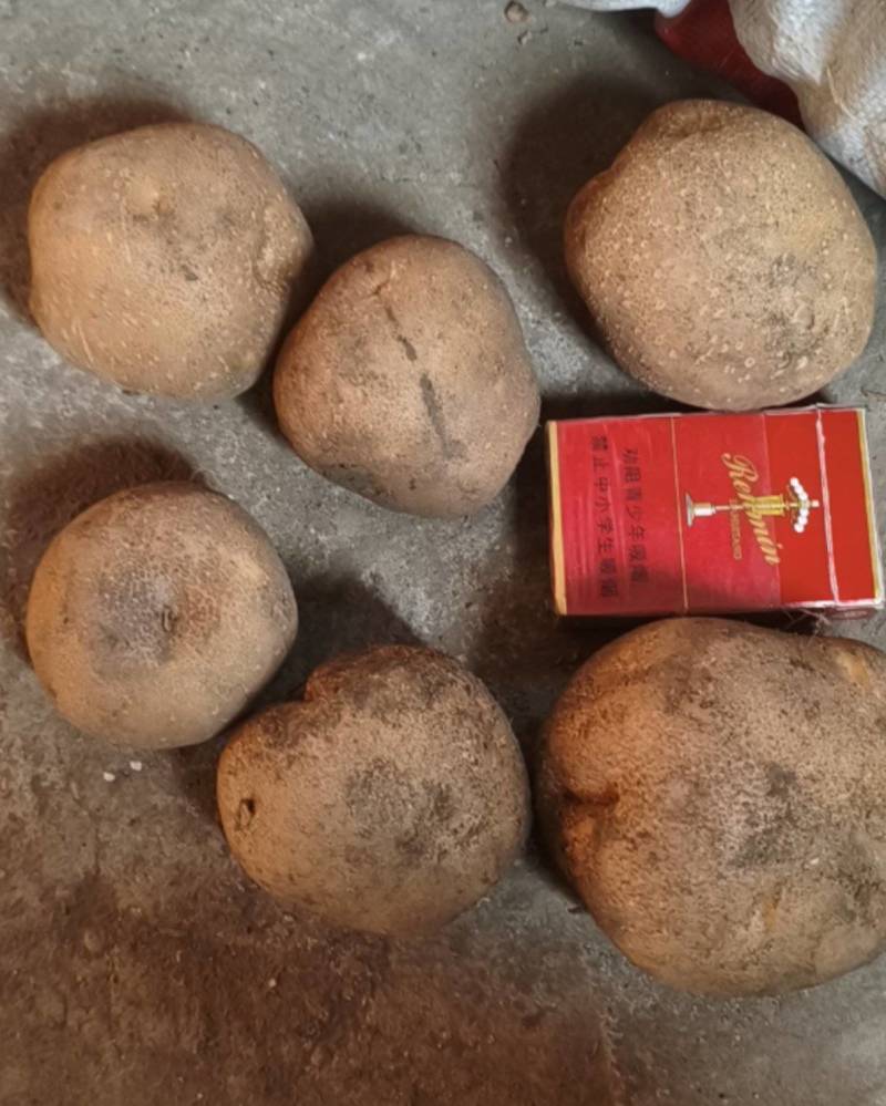 延十三土豆