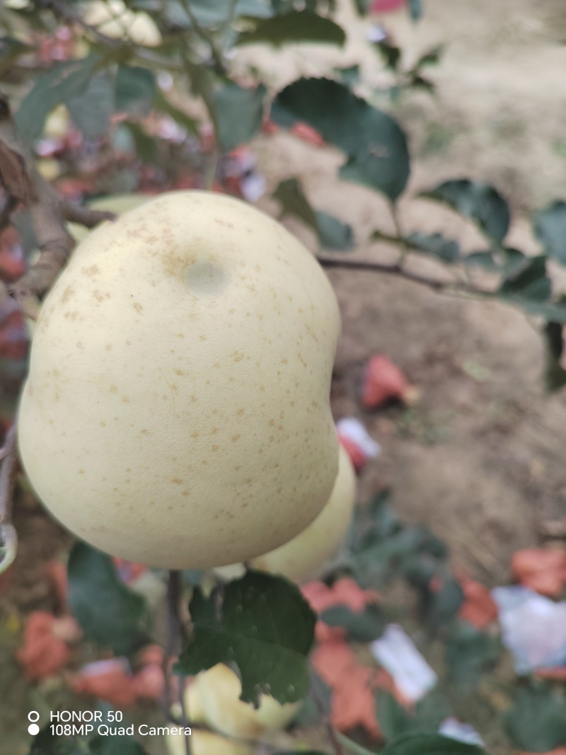王林苹果加工用果