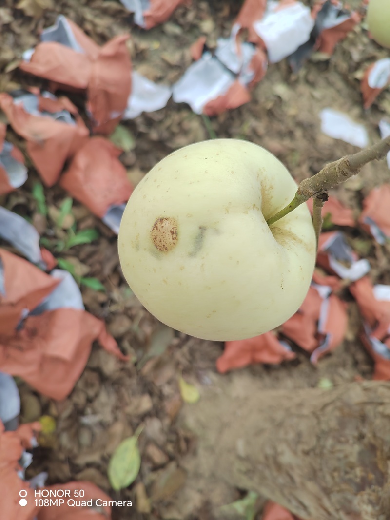 王林苹果加工用果
