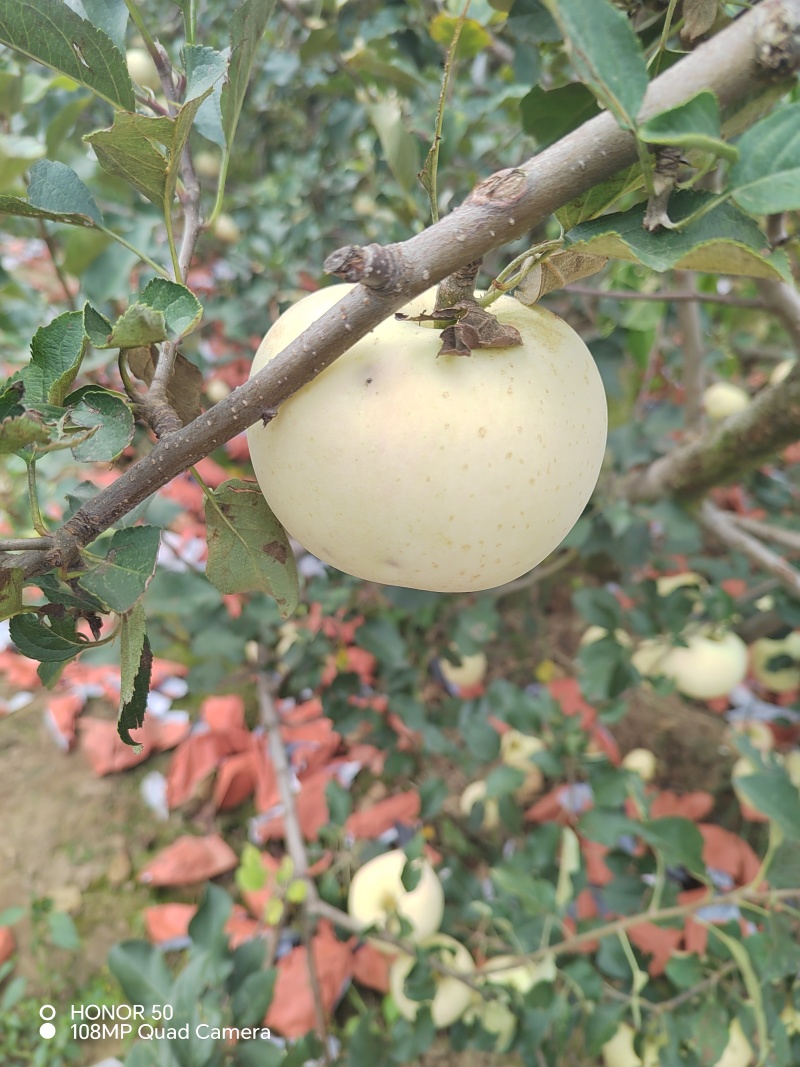 王林苹果加工用果