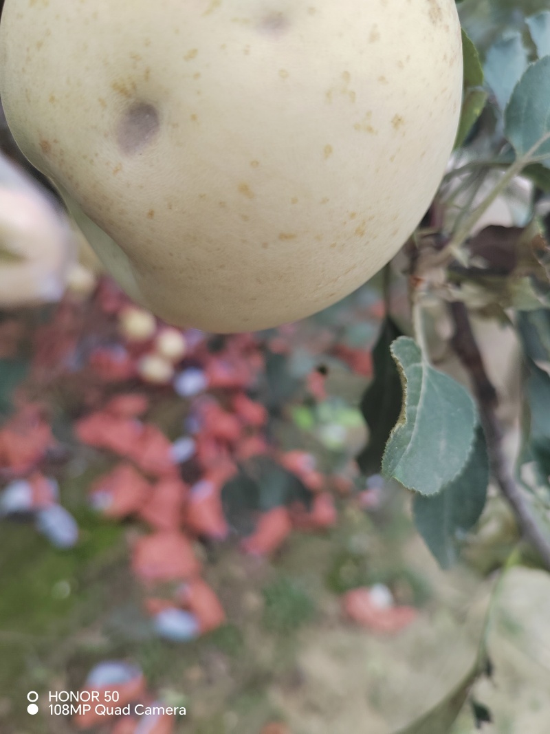 王林苹果加工用果