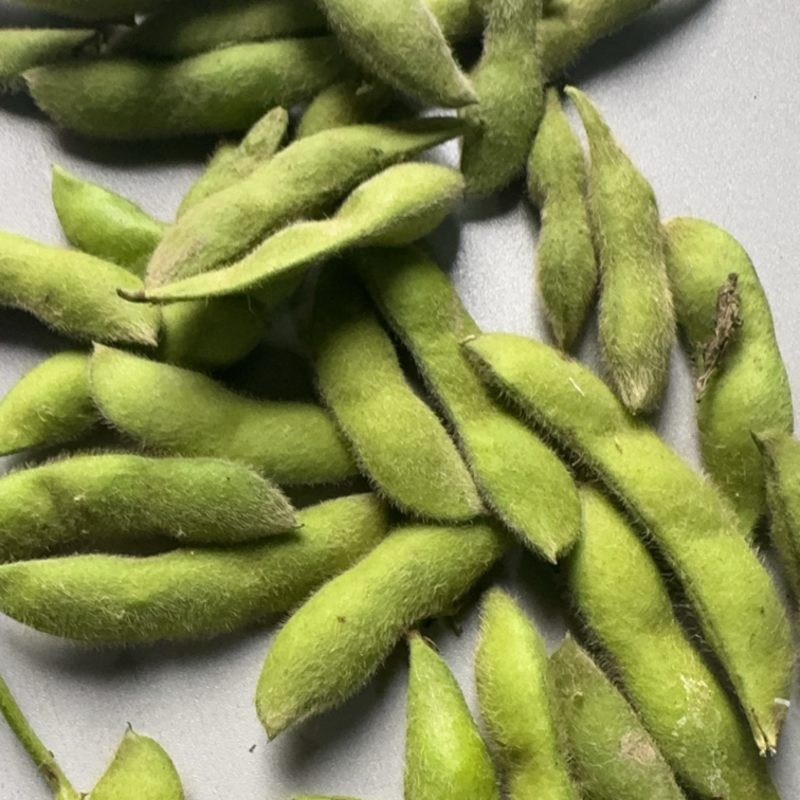 八六毛豆