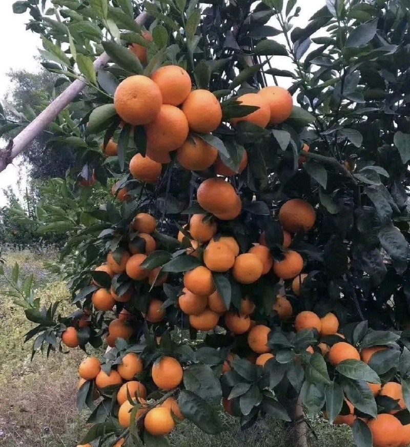 沃柑外贸出口，代办代发俄罗斯哈萨克斯坦中亚国家，资质齐全