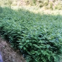 南酸枣苗：奉新县邹家苗圃欢迎老板来电洽谈