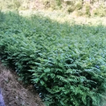南酸枣苗：奉新县邹家苗圃欢迎老板来电洽谈