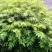 南酸枣苗：奉新县邹家苗圃欢迎老板来电洽谈