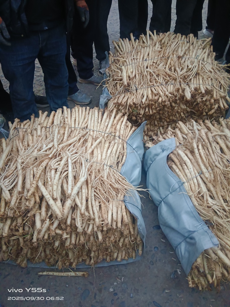 甘肃本地精品鲜党参，一手货源质量精品，全国可发价格优美
