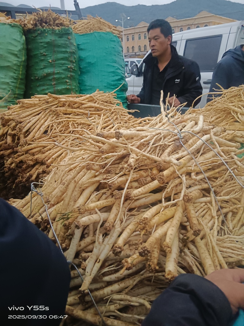 甘肃本地精品鲜党参，一手货源质量精品，全国可发价格优美