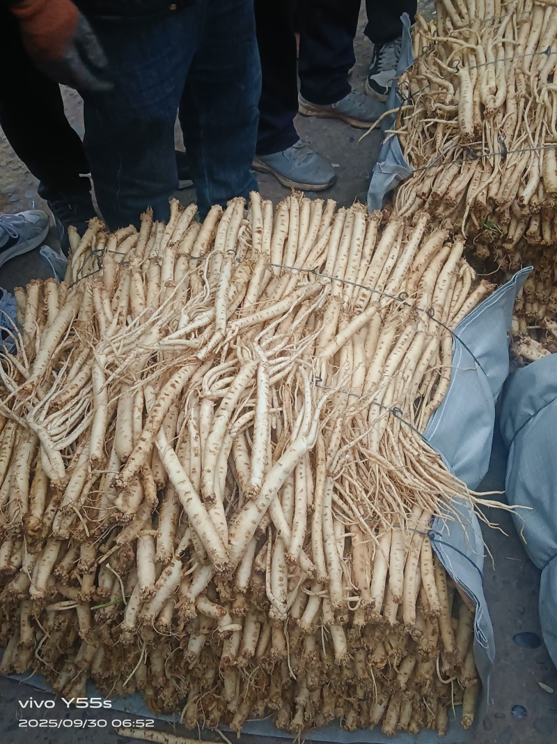 甘肃本地精品鲜党参，一手货源质量精品，全国可发价格优美