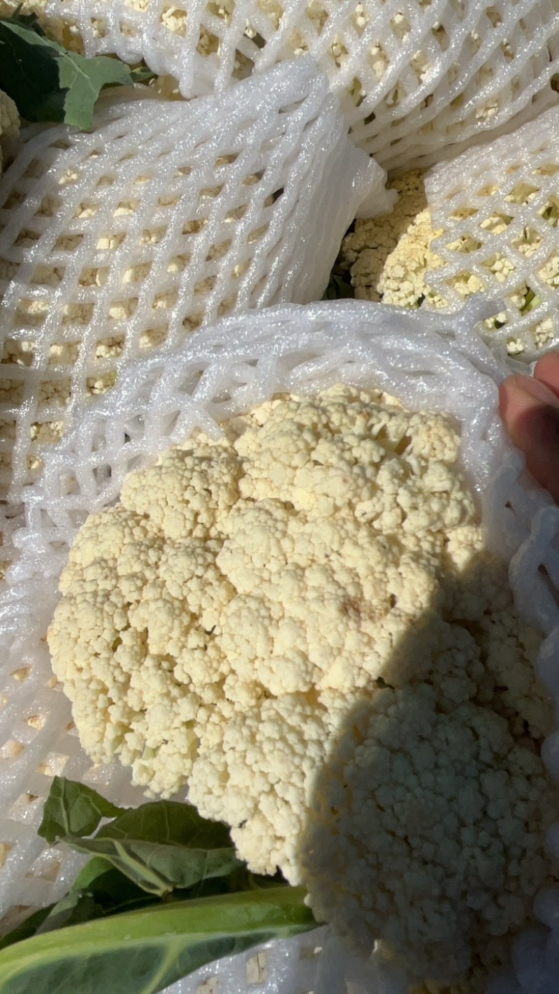 菜花有机花货源充足长年供应质量保证松花菜