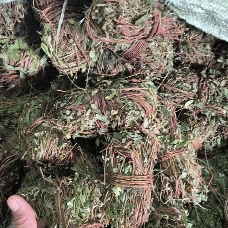广西农家自晒鸡骨草晒干批发新鲜广西叶子干货带叶子鸡骨草