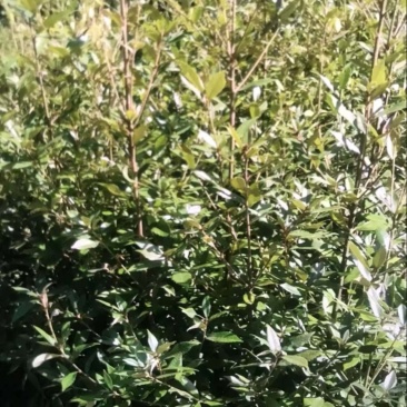 赤皮青冈：奉新县邹家苗圃大量供应大小不一的赤皮青冈