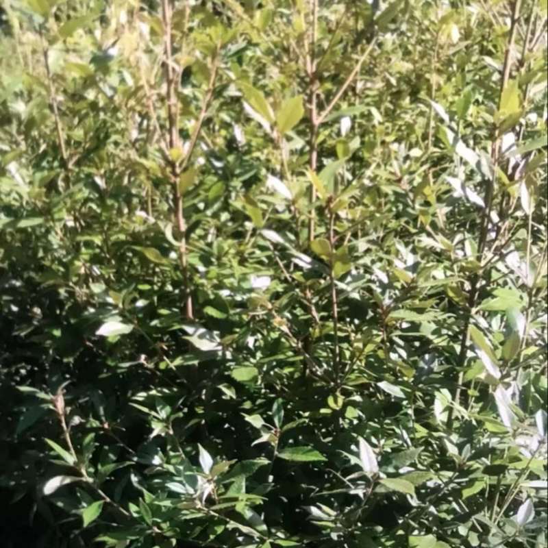 赤皮青冈：奉新县邹家苗圃大量供应大小不一的赤皮青冈