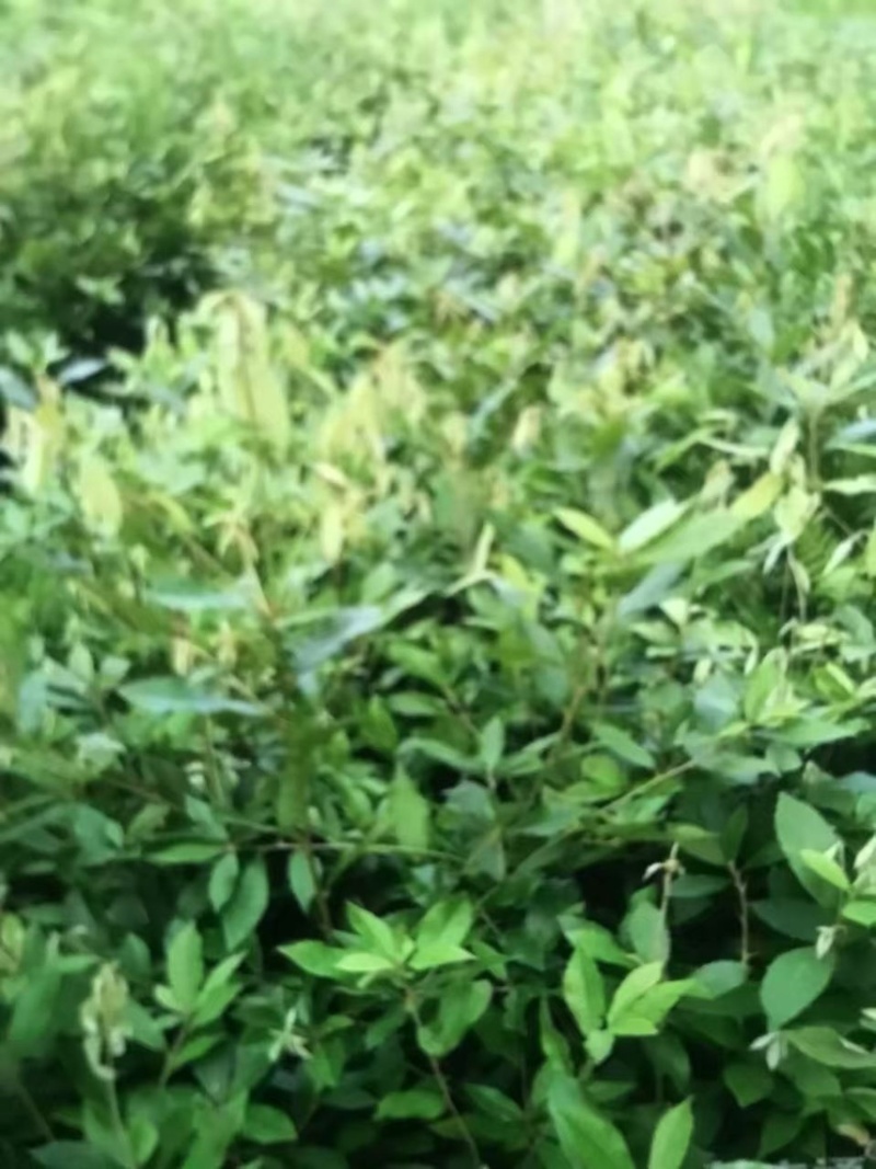 赤皮青冈：奉新县邹家苗圃大量供应大小不一的赤皮青冈