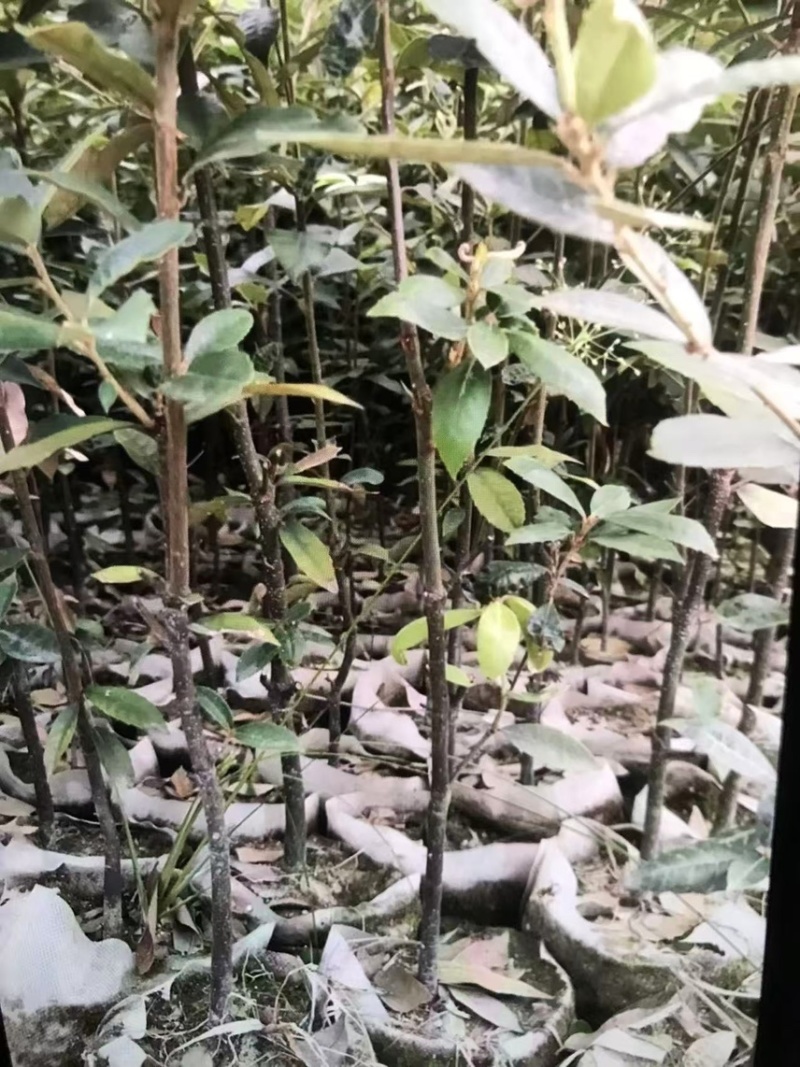 赤皮青冈：奉新县邹家苗圃大量供应大小不一的赤皮青冈